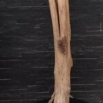 Lampe en bois flotté avec une forme de flambeau avec ampoule à l'interieur